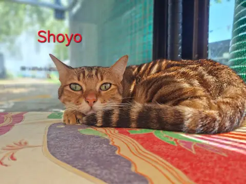 Shoyo