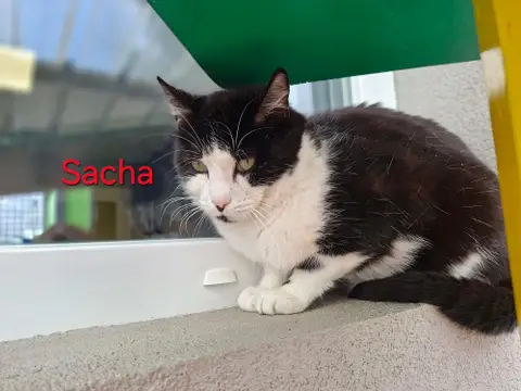 SACHA