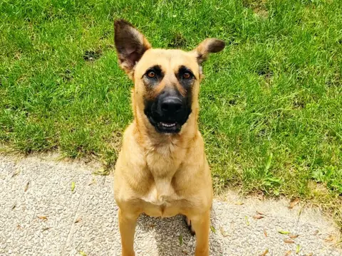 Trixie photo 2