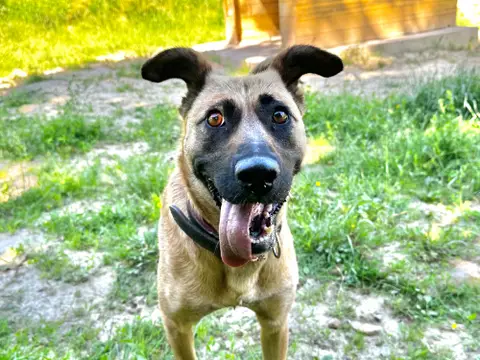 Trixie photo 3