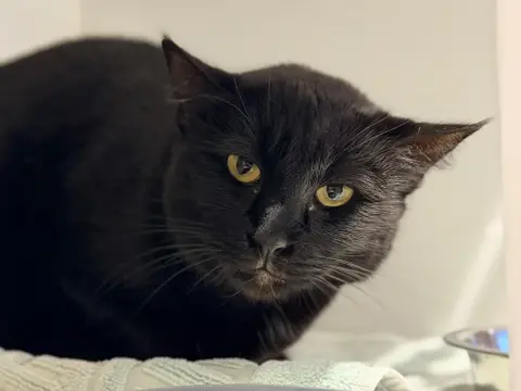 BASTET photo 2