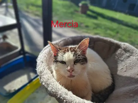 MERCIA A17387