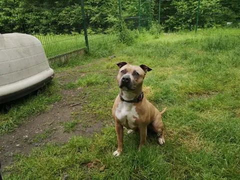 Nala photo 2