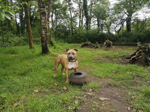 Nala photo 3