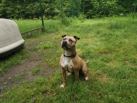 Nala photo 4