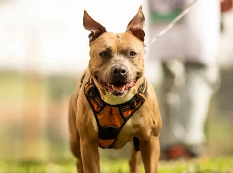 Nala photo 6