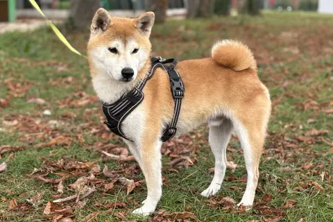PIXEL photo 2
