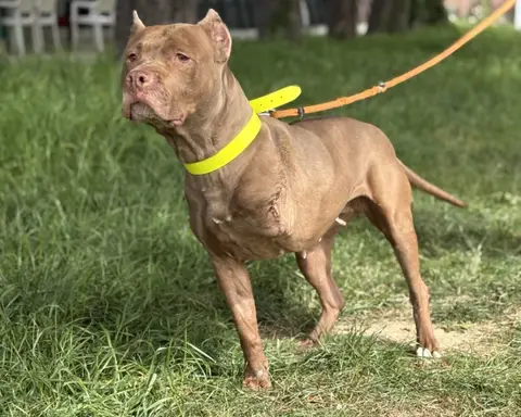 ZIRA