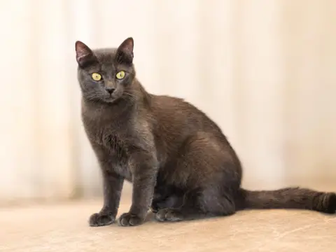 JIJI