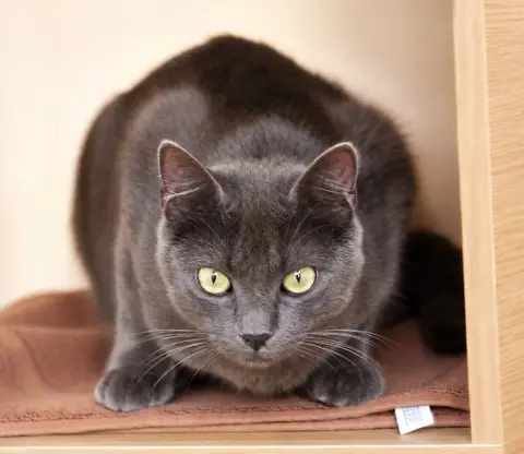 JIJI photo 2