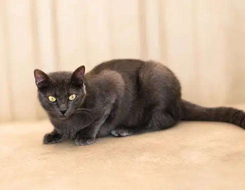 JIJI photo 3