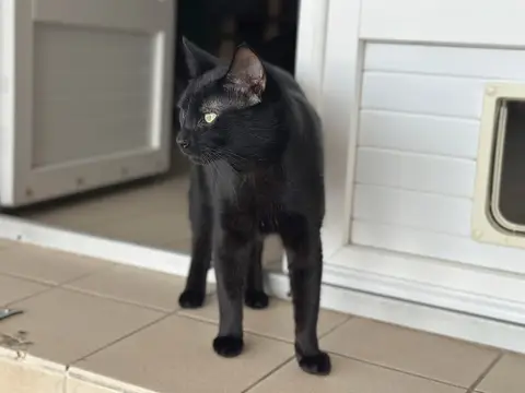 Banjo