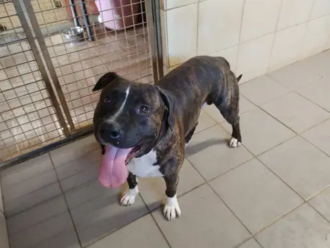 ROCCO