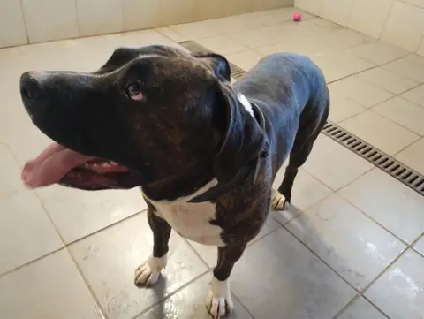 ROCCO photo 2