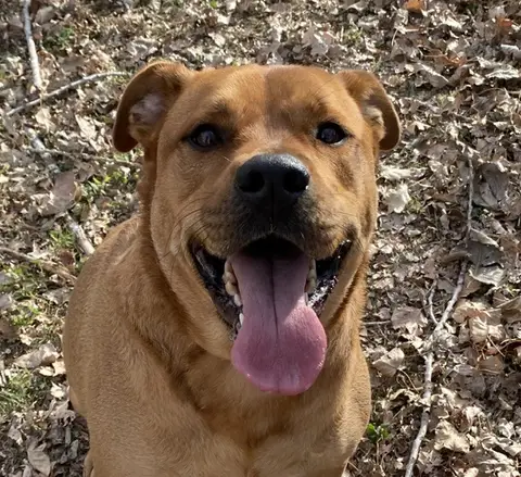 junior