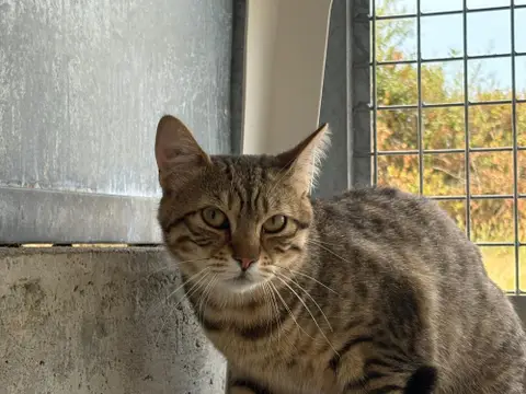 Lola