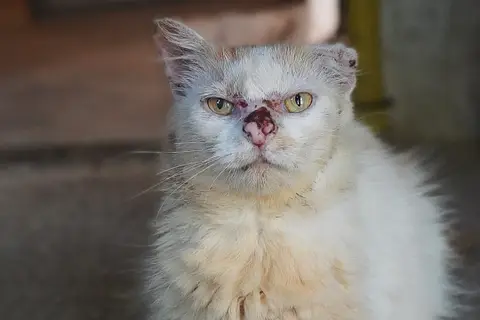 PITOUNE