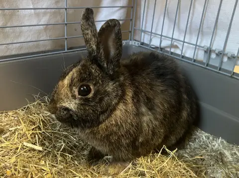 Fripon (en cours d'adoption)