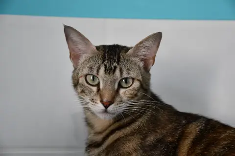 Sahara(en cours d adoption)