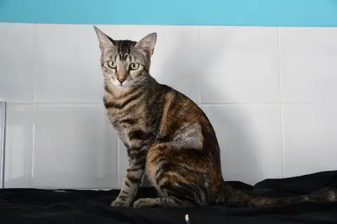 Sahara(en cours d adoption) photo 2
