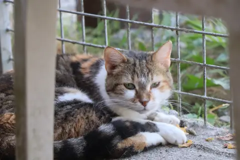 Lili (réservée)