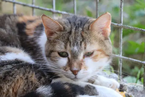 Lili (réservée) photo 4