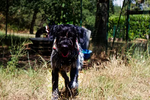 Athos