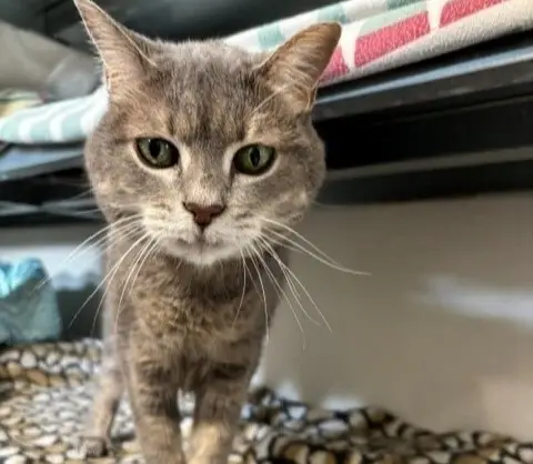 Maya