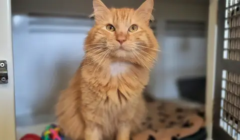 Simba