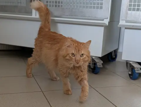 Simba photo 3