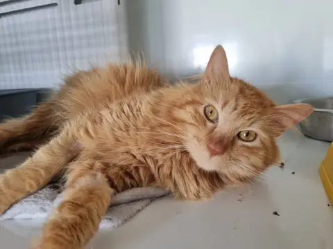Simba photo 4