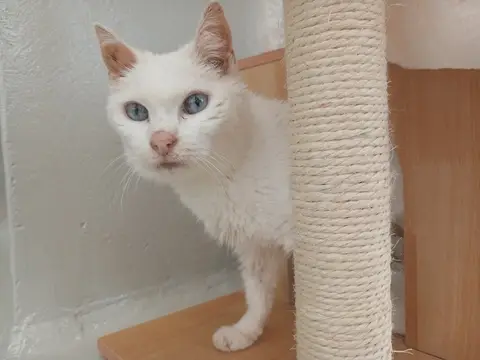 MIA