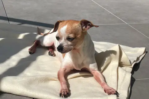 PIPA