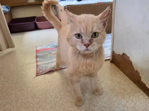 Scott (en cours d'adoption)