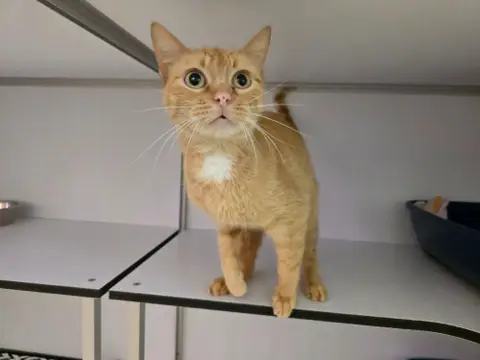 Sawyer (en cours d'adoption)