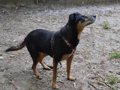 LAIKA CHAO photo 2