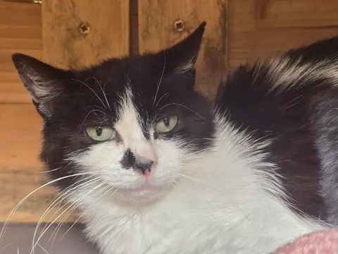 TORTILLA photo 2