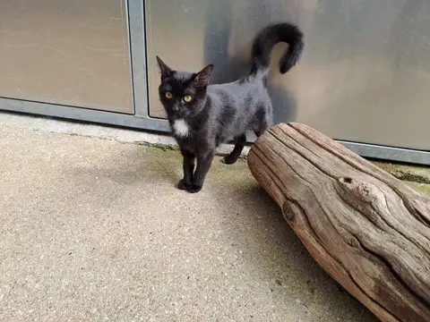 SWEETY