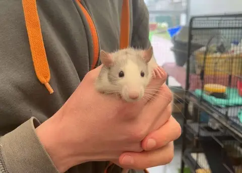 Boris