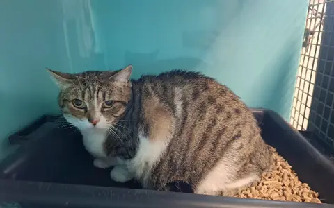 MINOUCHETTE