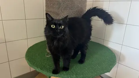 ROSIE