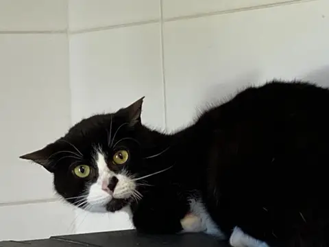 COCO