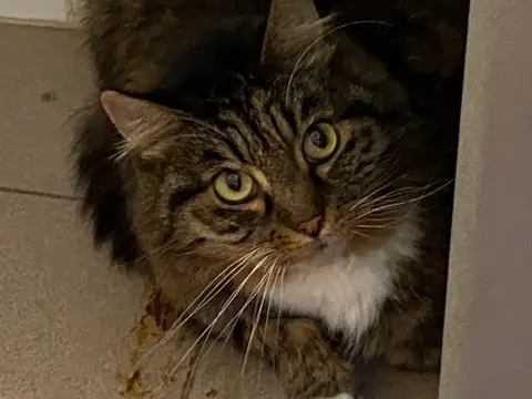 FRANCIS