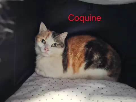 Coquine