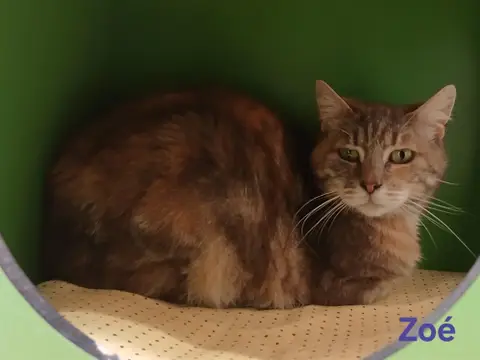 Zoé