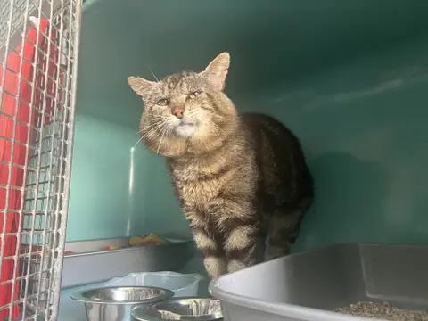 SIMBA