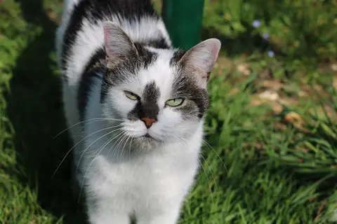JASMINE A17378