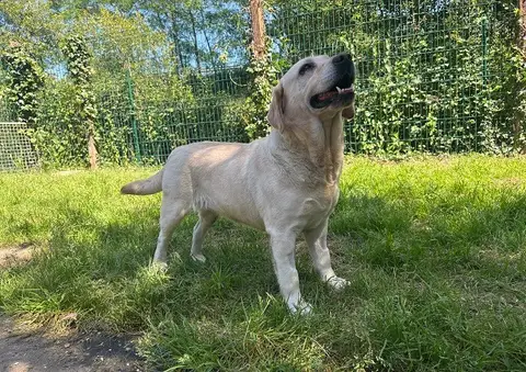 SHAPPY (réservée) photo 2