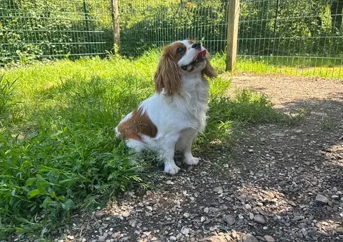 Polly (réservée) photo 3