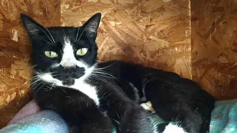 Moustache